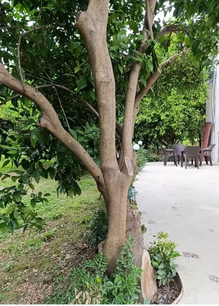 تصویر ویلا پناه پایا