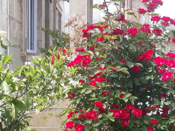 تصویر ویلای ساحلی غریبی 